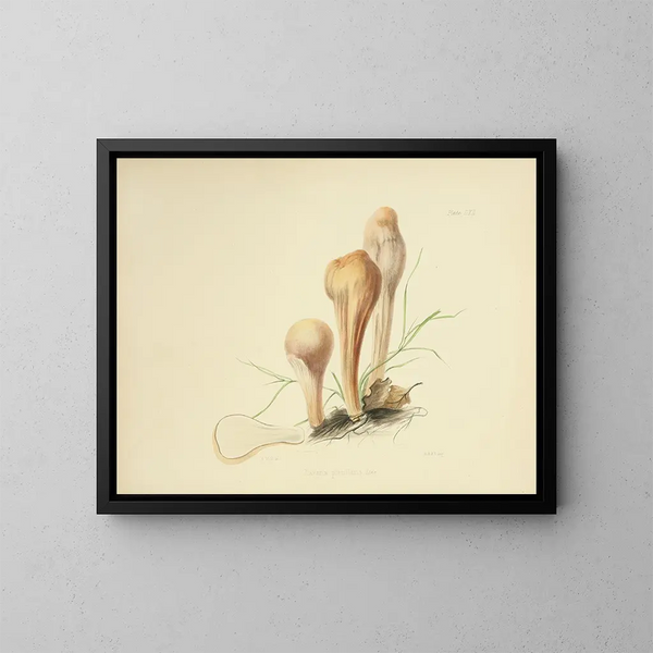 Ilustraciones de la micología británica Pl62 - Anna Maria Hussey — cuadro enmarcado en la pared