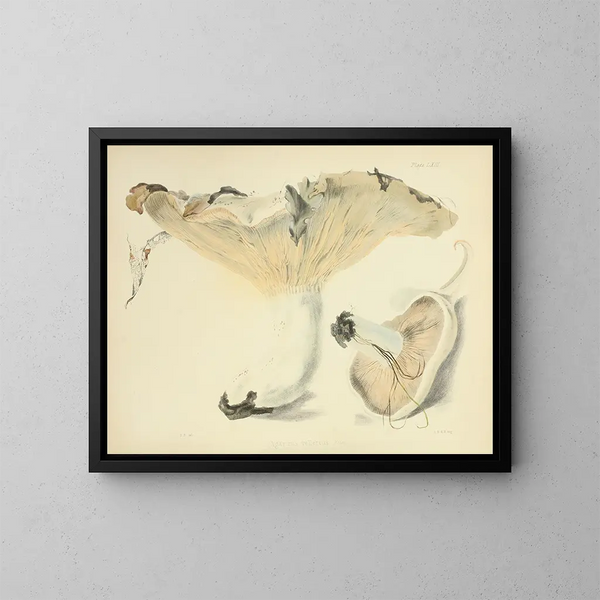 Ilustraciones de la micología británica Pl63 - Anna Maria Hussey — cuadro enmarcado en la pared