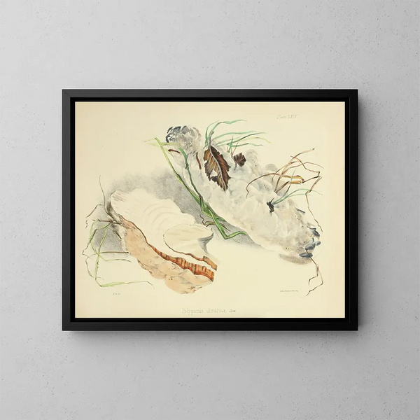 Ilustraciones de la micología británica Pl64 - Anna Maria Hussey — cuadro enmarcado en la pared