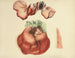 Illustrations of British Mycology Pl65 - Anna Maria Hussey — artwork view