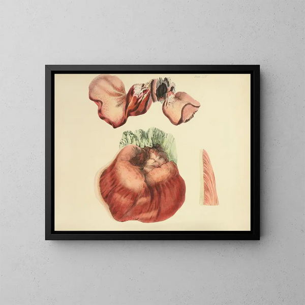 las ilustraciones de la micología británica Pl65 - Anna Maria Hussey — cuadro enmarcado en la pared