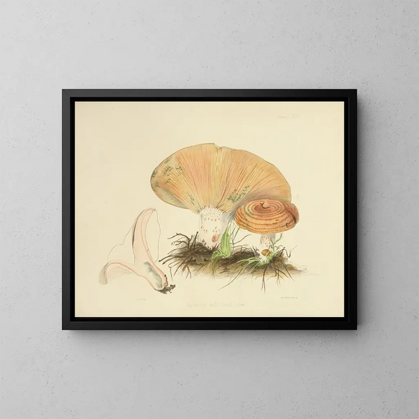 Ilustraciones de micología británica Pl67 - Anna Maria Hussey — cuadro enmarcado en la pared