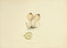 Illustrations of British Mycology Pl70 - Anna Maria Hussey — artwork view