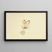 Illustrations of British Mycology Pl70 - Anna Maria Hussey — framed artwork on a wall
