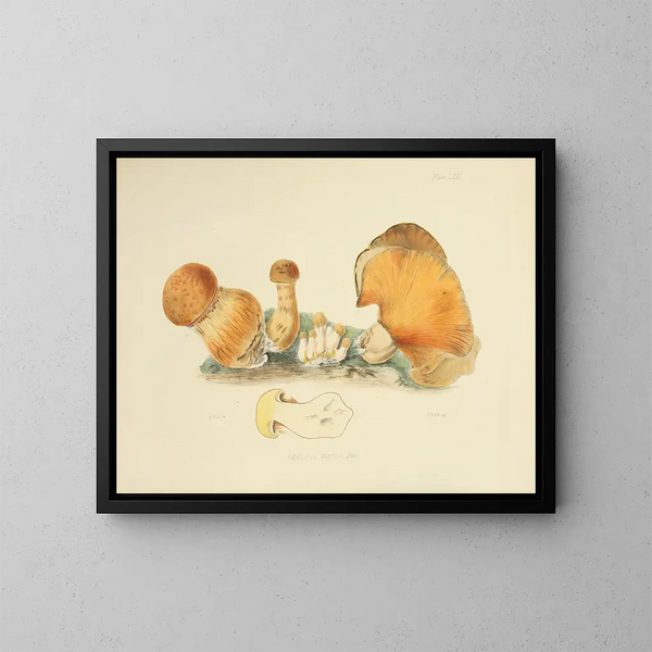 Ilustraciones de la micología británica Pl71 - Anna Maria Hussey — cuadro enmarcado en la pared