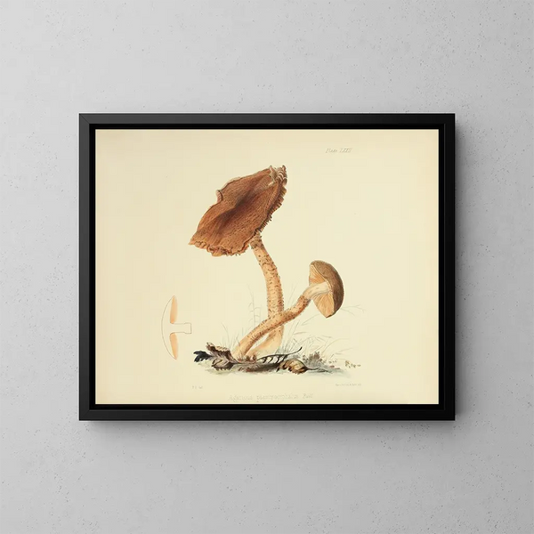 Ilustraciones de micología británica Pl72 - Anna Maria Hussey — cuadro enmarcado en la pared
