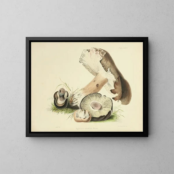 Ilustraciones de la micología británica Pl73 - Anna Maria Hussey — cuadro enmarcado en la pared