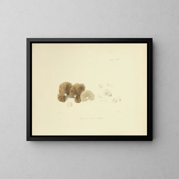 Ilustraciones de la micología británica Pl74 - Anna Maria Hussey — cuadro enmarcado en la pared