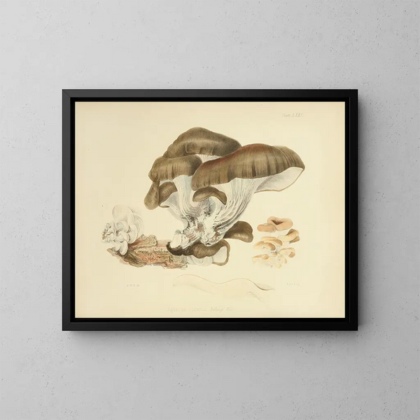 Ilustraciones de la micología británica Pl75 - Anna Maria Hussey — cuadro enmarcado en la pared