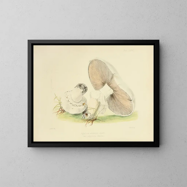 Ilustraciones de la micología británica Pl76 - Anna Maria Hussey — cuadro enmarcado en la pared