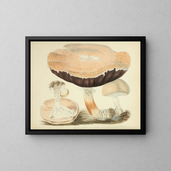 Ilustraciones de micología británica Pl77 - Anna Maria Hussey — cuadro enmarcado en la pared