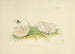 Illustrations de la mycologie britannique Pl78 - Anna Maria Hussey — artwork view