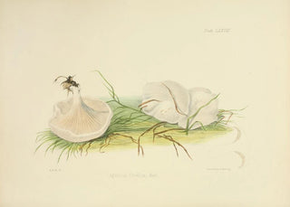 Anna Maria Hussey - Illustrations of British mycology Pl78.webp
