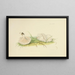 Illustrations de la mycologie britannique Pl78 - Anna Maria Hussey — framed artwork on a wall