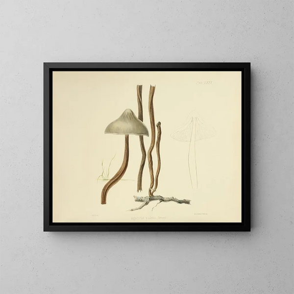 Ilustraciones de la micología británica Pl80 - Anna Maria Hussey — cuadro enmarcado en la pared