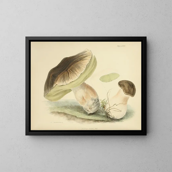 Ilustraciones de la micología británica Pl81 - Anna Maria Hussey — cuadro enmarcado en la pared