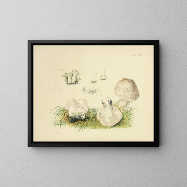 Ilustraciones de la micología británica Pl83 - Anna Maria Hussey — cuadro enmarcado en la pared
