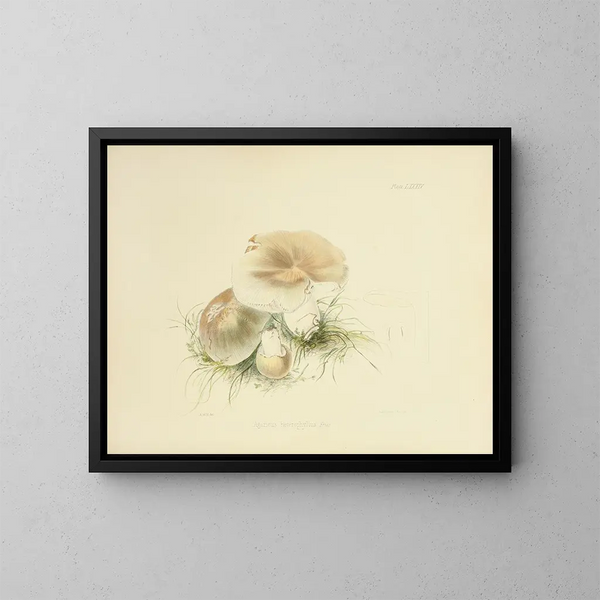 Ilustraciones de la micología británica Pl84 - Anna Maria Hussey — cuadro enmarcado en la pared
