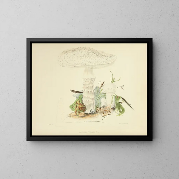 Ilustraciones de la micología británica Pl85 - Anna Maria Hussey — cuadro enmarcado en la pared