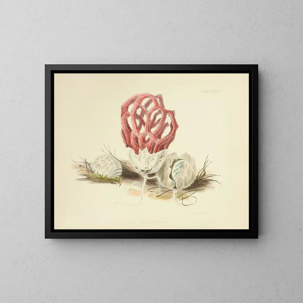 Ilustraciones de la micología británica Pl86 - Anna Maria Hussey — cuadro enmarcado en la pared