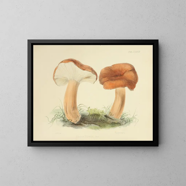 Ilustraciones de la micología británica Pl87 - Anna Maria Hussey — cuadro enmarcado en la pared