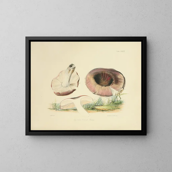 Ilustraciones de la micología británica Pl89 - Anna Maria Hussey — cuadro enmarcado en la pared