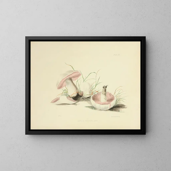 Ilustraciones de micología británica Pl90 - Anna Maria Hussey — cuadro enmarcado en la pared