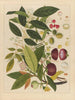 Álbum de acuarelas chinas de frutas asiáticas Pl02 - Anónimo — vista de la obra