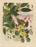 Album of Chinese watercolor paintings of Asian fruits Pl03 - Anonymous — artwork view