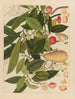 Álbum de acuarelas chinas de frutas asiáticas Pl05 - Anónimo — vista de la obra