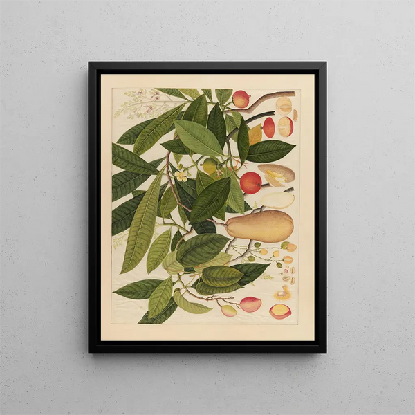 Anonymous - Album of Chinese watercolors of Asian fruits Pl05.webp