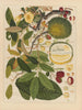 Álbum de acuarelas chinas de frutas asiáticas Pl11 - Anónimo — vista de la obra