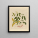 Album of Chinese watercolor paintings of Asian fruits Pl13 - Anonymous — framed artwork on a wall