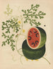 Álbum de acuarelas chinas de frutas asiáticas Pl15 - Anónimo — vista de la obra