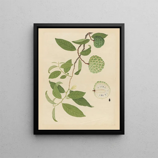 Anonymous - Album of Chinese watercolors of Asian fruits Pl17.webp