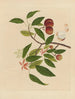 Album of Chinese watercolor paintings of Asian fruits Pl18 - Anonymous — artwork view