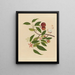 Album of Chinese watercolor paintings of Asian fruits Pl18 - Anonymous — framed artwork on a wall