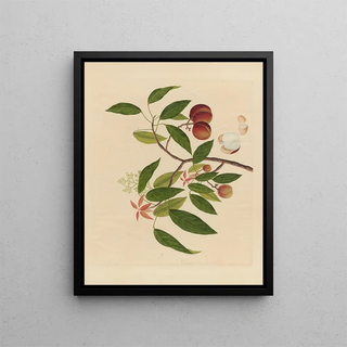 Anonymous - Album of Chinese watercolors of Asian fruits Pl18.webp