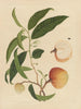 Álbum de acuarelas chinas de frutas asiáticas Pl19 - Anónimo — vista de la obra