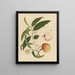 Álbum de acuarelas chinas de frutas asiáticas Pl19 - Anónimo — cuadro enmarcado en la pared