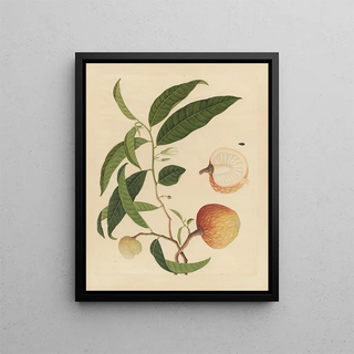 Anonymous - Album of Chinese watercolors of Asian fruits Pl19.webp