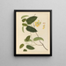 Album of Chinese watercolor paintings of Asian fruits Pl22 - Anonymous — framed artwork on a wall