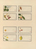 Álbum de acuarelas chinas de frutas asiáticas Pl24 - Anónimo — vista de la obra