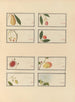 Álbum de acuarelas chinas de frutas asiáticas Pl25 - Anónimo — vista de la obra
