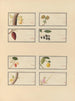 Álbum de acuarelas chinas de frutas asiáticas Pl26 - Anónimo — vista de la obra