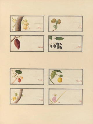 Anonymous - Album of Chinese watercolors of Asian fruits Pl26.webp