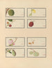 Album of Chinese watercolor paintings of Asian fruits Pl28 - Anonymous — artwork view