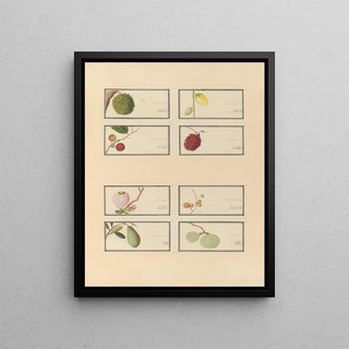 Anonymous - Album of Chinese watercolors of Asian fruits Pl28.webp