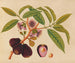 Album of Asian fruit and flower watercolors Pl05 - Anonymous — artwork view