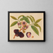 Album of Asian fruit and flower watercolors Pl05 - Anonymous — framed artwork on a wall